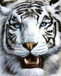 White Tiger  Mobile Phone Wallpaper