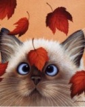 Kitty Eyes  Mobile Phone Wallpaper