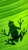 Frog Nokia 603 Wallpaper