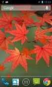 Maple Leaf Realme Q Wallpaper