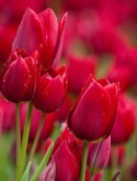 Red Tulips QMobile G6 Wallpaper
