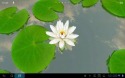 3D Lotus Android Mobile Phone Wallpaper