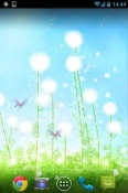 Dandelion Android Mobile Phone Wallpaper