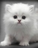 Cute Kitten  Mobile Phone Wallpaper