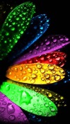 Rainbow Petals  Mobile Phone Wallpaper