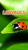 Ladybugs Android Mobile Phone Wallpaper