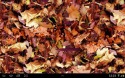 Autumn Leaves 3D QMobile NOIR A10 Wallpaper