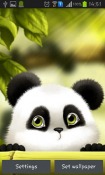 Panda Android Mobile Phone Wallpaper