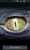 Crocodile Eyes Android Mobile Phone Wallpaper