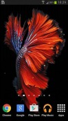 Betta Fish Android Mobile Phone Wallpaper