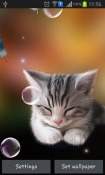 Sleepy Kitten Android Mobile Phone Wallpaper