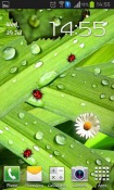 Camomiles And Ladybugs Android Mobile Phone Wallpaper