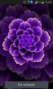 Purple Flower Android Mobile Phone Wallpaper