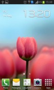 Tulip 3D Android Mobile Phone Wallpaper
