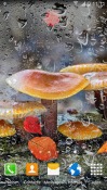 Autumn Mushrooms Android Mobile Phone Wallpaper