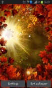 Autumn Sun Android Mobile Phone Wallpaper