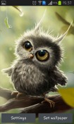 Owl Chick Android Mobile Phone Wallpaper