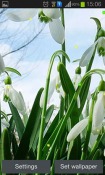 Spring Snowdrop Android Mobile Phone Wallpaper