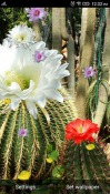 Cactus Flowers QMobile NOIR A10 Wallpaper