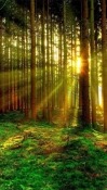 Forest 3D Android Mobile Phone Wallpaper