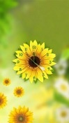 Sunflower Clock Android Mobile Phone Wallpaper