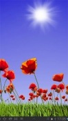 Poppy Field Android Mobile Phone Wallpaper