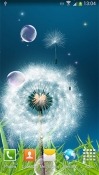 Dandelions Android Mobile Phone Wallpaper