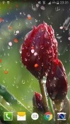 Rose: Raindrop Android Mobile Phone Wallpaper