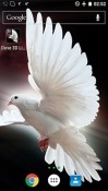 Dove 3D Android Mobile Phone Wallpaper