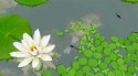 Lotus 3D Android Mobile Phone Wallpaper
