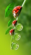 Ladybug Sony Xperia XZ3 Wallpaper