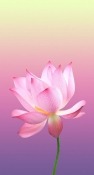 Pink Flower LG Optimus Pad Wallpaper