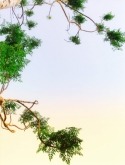Tree Oppo A55s Wallpaper
