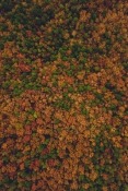 Autumn Oppo A55s Wallpaper
