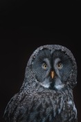 Owl Oppo A15s Wallpaper