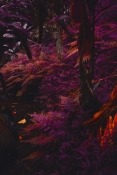 Tree Amazon Fire HD 10 (2021) Wallpaper