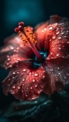 Dew On Flower Samsung Galaxy S II Skyrocket HD I757 Wallpaper