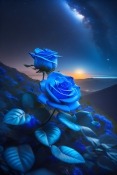 Blue Roses  Mobile Phone Wallpaper