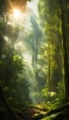 Rainforest Motorola Moto G100 Wallpaper