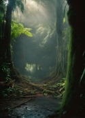 Rainforest Vivo S7e Wallpaper