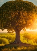Giant Tree Micromax A36 Bolt Wallpaper