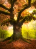 Giant Tree HTC ChaCha Wallpaper