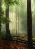 Rain Forest HTC EVO Design 4G Wallpaper