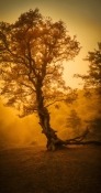 Dying Tree Coolpad Cool 5 Wallpaper
